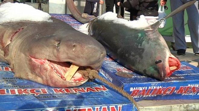 Balıkçılar Hamsi Yerine İki Adet Jaws Yakaladı