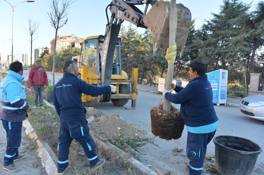 KENT AĞAÇLANDIRMA ÇALIŞMALARI DEVAM EDİYOR