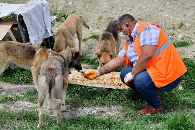 BEYLİKDÜZÜ`NDE SOKAK HAYVANLARINA GÜNDE 4 TON MAMA