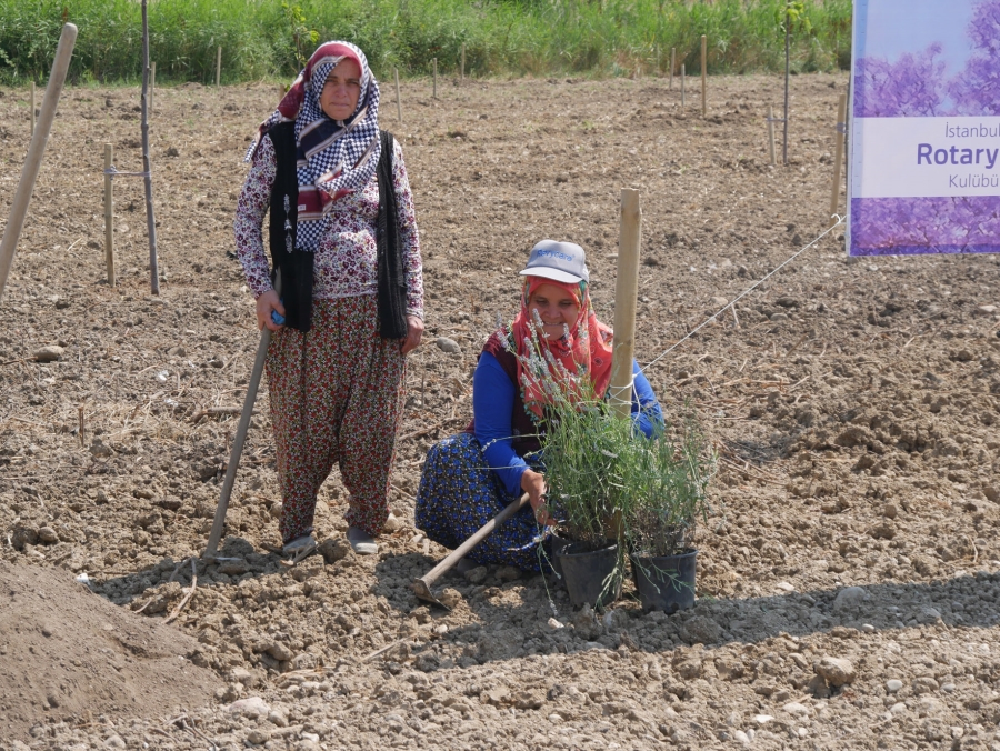 Büyükçekmece’de Pavlonya Ağaçları Dikildi