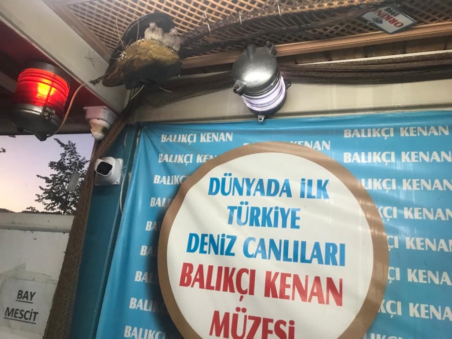 Türkiye Deniz Canlıları Müzesi Kuşların Yuvası Oldu