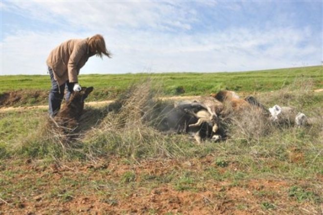 Büyükçekmece`de 13 Köpeği Zehirlediler