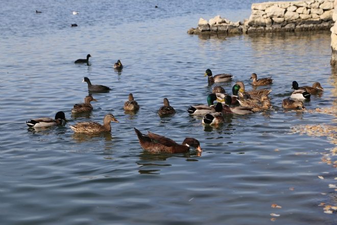 Büyükçekmece Dalyan