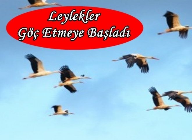 Leylekler Göç Etmeye Başladı