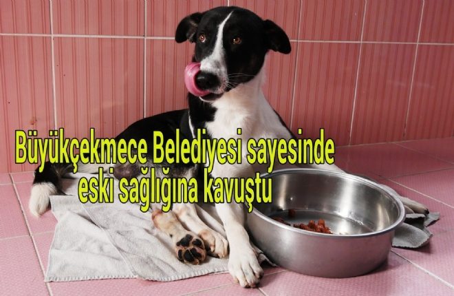 Şans Adlı Köpek Belediye Sayesinde Sağlığına Kavuştu