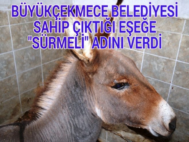 Büyükçekmece Belediyesi Sahiplendiği Eşeğe 