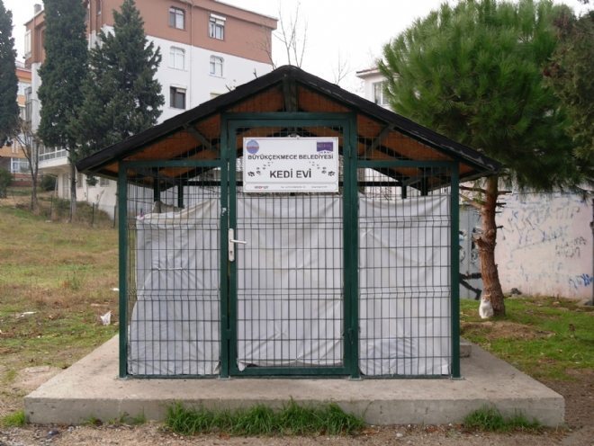 Büyükçekmece`de kediler üşümüyor