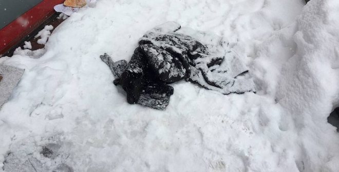 Donmak üzere olan köpek hayata döndürüldü
