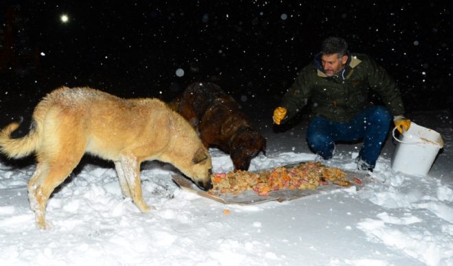 Beylikdüzü, Karda Sokak Hayvanlarını Unutmadı