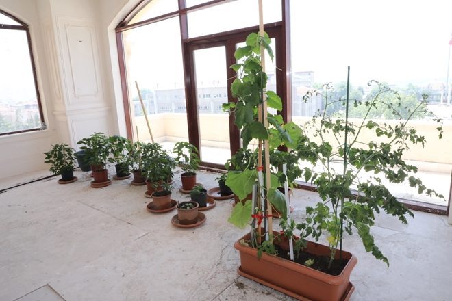 Başkan Makamında Meyve ve Sebze Yetiştiriyor