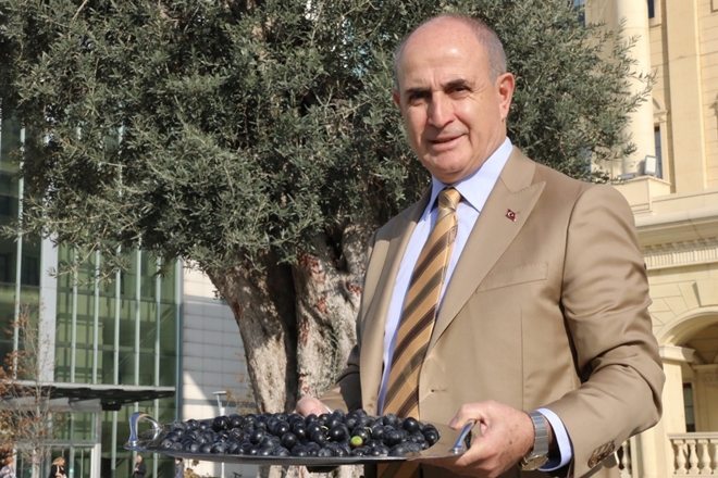 Bin Yıllık Ağaç 10 Kilo Zeytin Verdi 