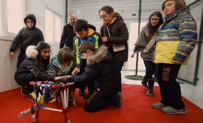 Öğrencilerden Üç Aylık Köpeğe Protez Bacak