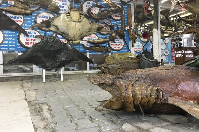 Türkiye Deniz Canlıları Müzesi`nde Ziyaretçi Rekoru