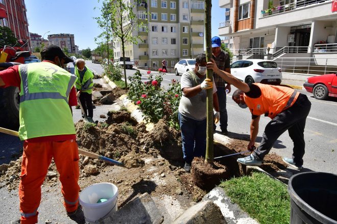 Ağacı Vatandaş Seçiyor Belediye Dikiyor