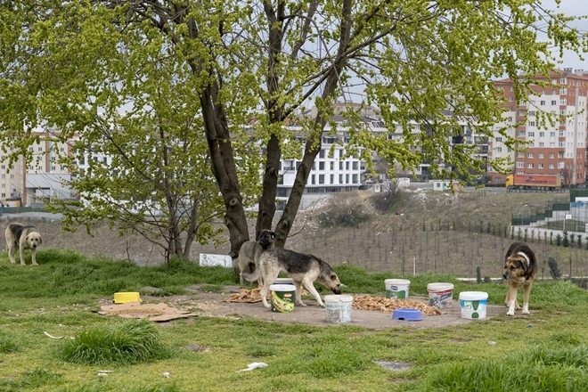 SOKAK HAYVANLARI DOĞRU ŞEKİLDE NASIL BESLENİR?