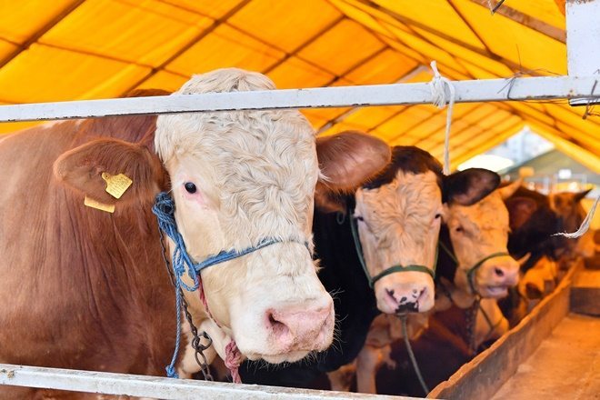 ÇALIK: KURBAN BAĞIŞLARINIZI İHTİYAÇ SAHİPLERİNE ULAŞTIRIYORUZ