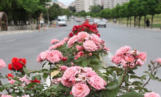 Beylikdüzü, Güllere Bezendi