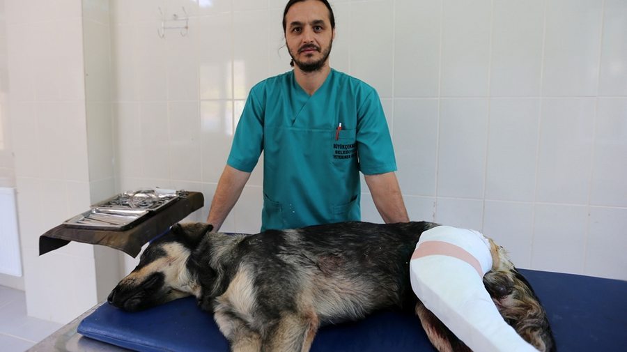 Vicdansızlar Köpekleri Av Tüfeğiyle Vurdu