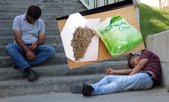 Onları Bu Hale Bonzai Getirdi